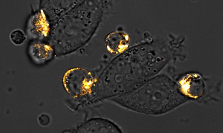 Bacteria Tag Team Tumors with T Cells