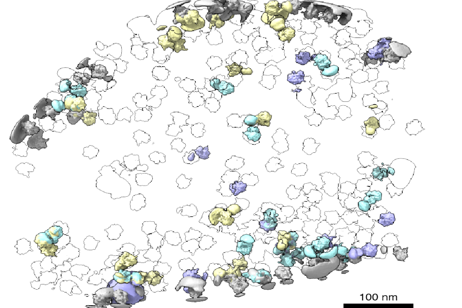 Exploring the cellular neighborhood | MIT News